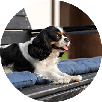 King Charles Cavalier Spaniel